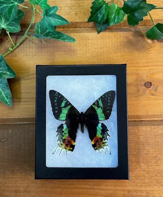 Framed Madagascar Sunset Moth, Urania ripheus