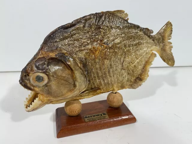 REAL Taxidermy Piranha Fish Decorative Figurine