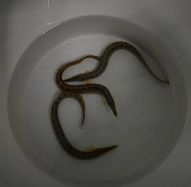 Live Tire Track Zig Zag Eeel (9-10" Freshwater Aquarium Fish) PLS READ DESCR 9