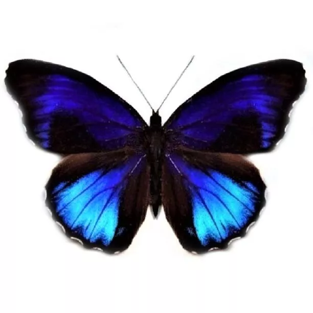 Eunica excelsa ONE REAL BUTTERFLY BLUE PERU UNMOUNTED WINGS CLOSED