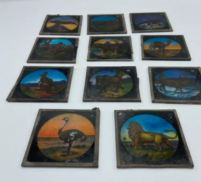 Antique magic lantern slides 11 Wild Animals