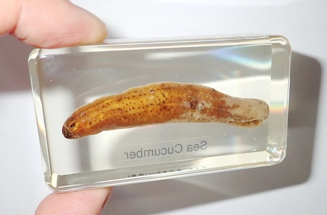 Sea Cucumber 73x41x21 mm Amber Clear Resin Block Education Sea Animal Specimen