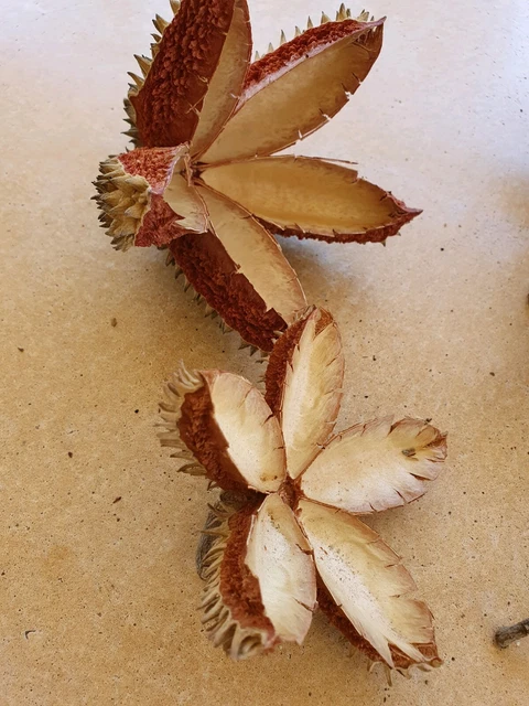 Small Crows Ash Star Shaped Seed Pods x 6