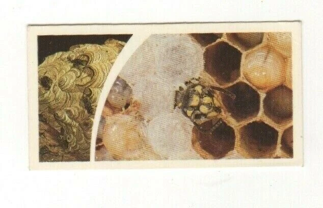 Brooke Bond Microscopic Images 1981 Wasp