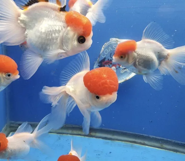 Goldfish 2-4" REDCAP ORANDA Domestic Bred x 3