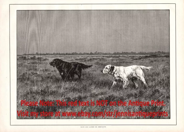 Dog Irish Setter English Setter Hunting Backing Point, Large 1890s Antique Print