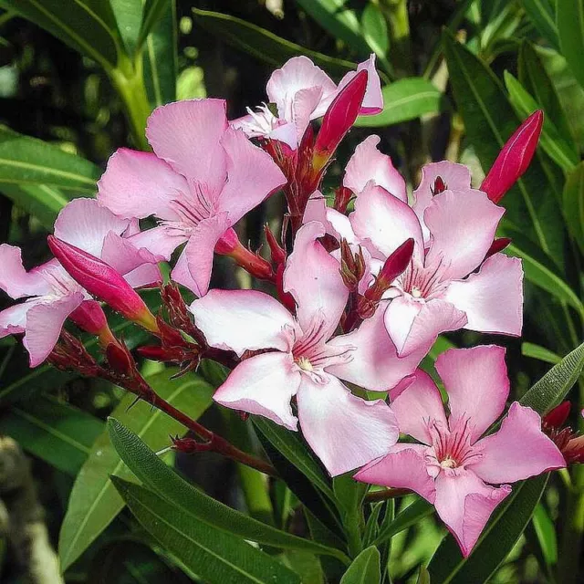 Nerium oleander 'Villa Romaine' - Laurier rose rustique