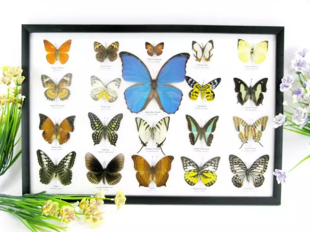 20 papillons exotiques réel - une beauté unique - taxidermie - Naturalise - d 46