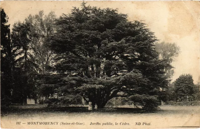CPA Montmorency Jardin public, le Cedre (1317319)