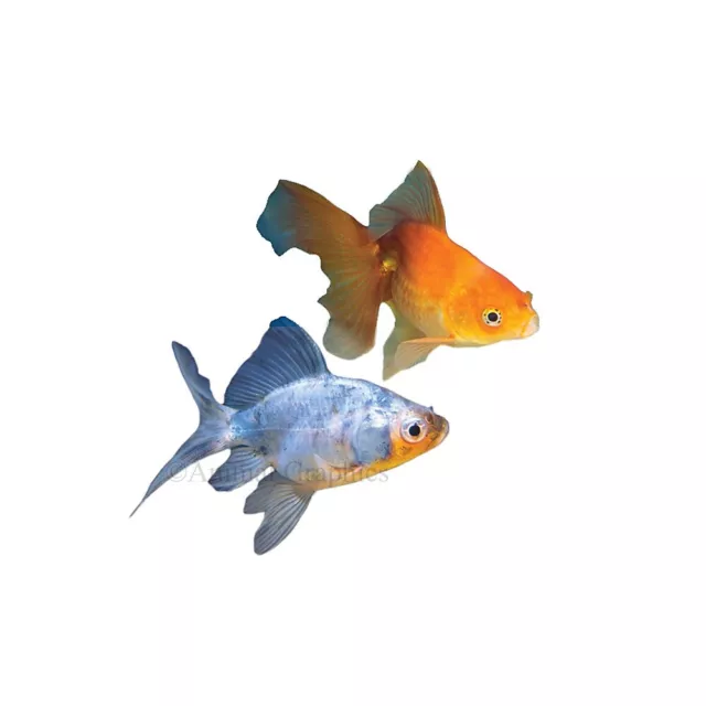 Fantail Goldfish Live  Freshwater Aquarium Fish Tank