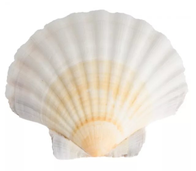 NaDeco Pecten jacobeus 10-12cm Jacobsmuschel  Jakobsmuschel Pilgermuschel