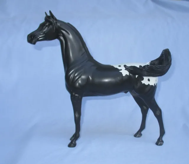 Peter Stone Arab Horse PSA Arabian FCM Flipping Tail Black Appaloosa Stallion