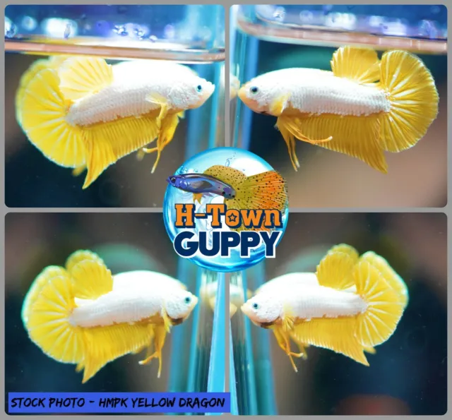 Live Betta Fish High Quality Halfmoon Plakat HMPK Yellow Dragon - USA Seller