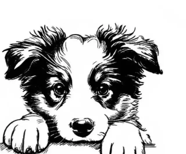 Border Collie Puppy Dog Embroidered Personalized Tee Shirt
