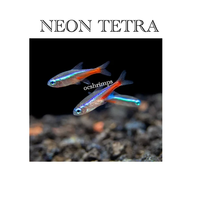 Live Tropical-Neon Tetra ( Pack Of 10 Pieces )