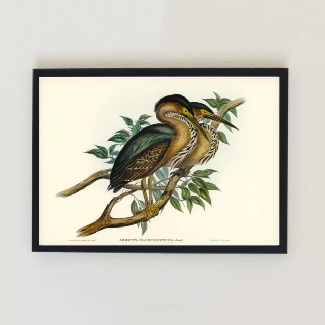 Vintage Vogel Illustration antike Lithographie Retro Wohnkultur 7x5 Wandkunst Druck