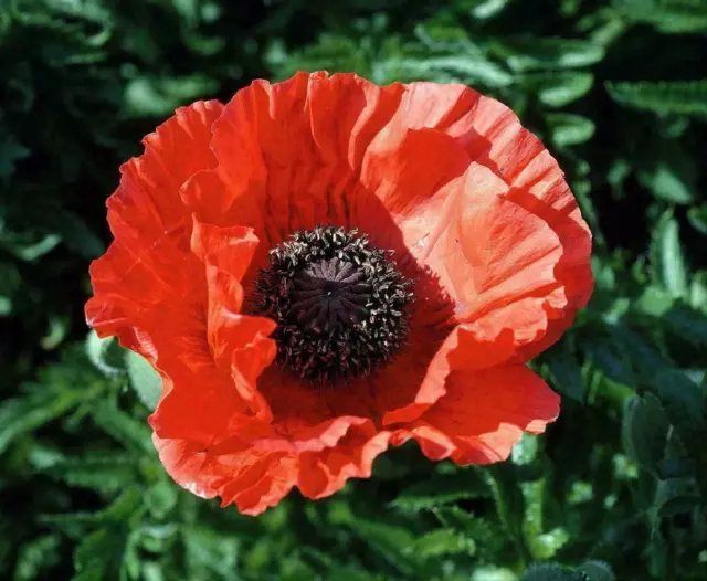 Mohn, Türkischer Riesenmohn - Papaver orientale - 100 Samen