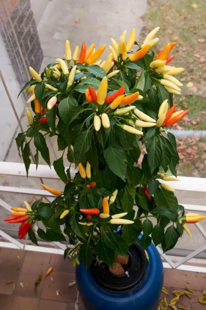 EXTREME HOT THAI CHILLI- 50 organic seeds - Australian grown Save 30% when buy 2