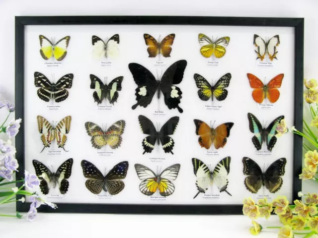 20 echte präparierte Schmetterlinge im Schaukasten - Entomologie - Taxidermie 45