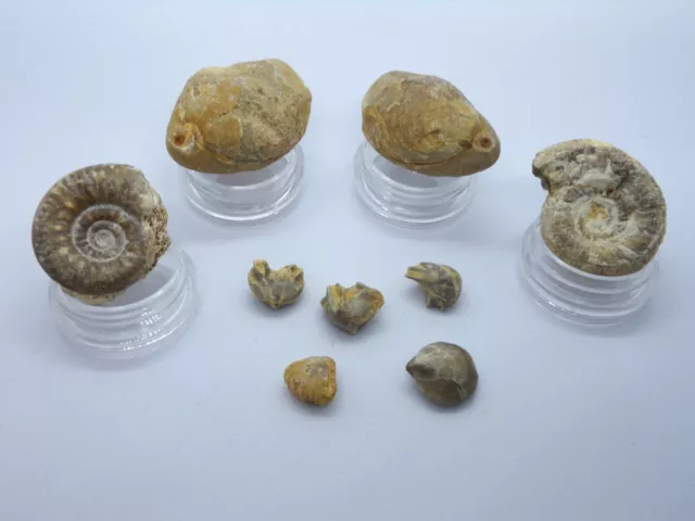 Lot ammonites et brachiopodes