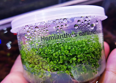 Dwarf Baby Tears Cup Hemianthus Callitrichoides Live Aquarium Plants Java Moss