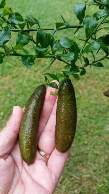 FINGER. LIME SEEDS ~ GREEN CRYSTAL ~ 15 Fresh Seeds