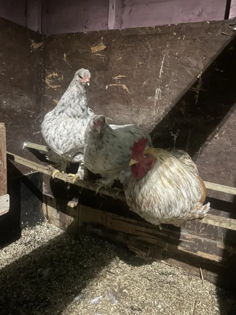 Isabella Brahma hatching eggs x 3 (LF) from Huggate Poultry