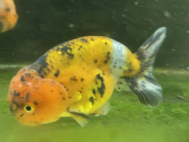 Live calico lionhead/ranchu Goldfish Large Lionhead US Born Goldfish Exact Fish 2