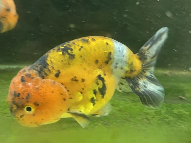 Live calico lionhead/ranchu Goldfish Large Lionhead US Born Goldfish Exact Fish 2