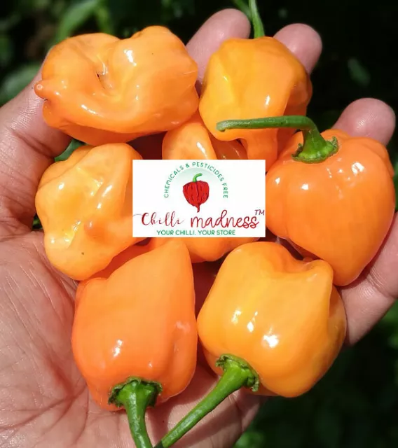 Chilli Habanero Magnum Orange Hot Pepper Sustainably Grown in Australia 10 Seeds