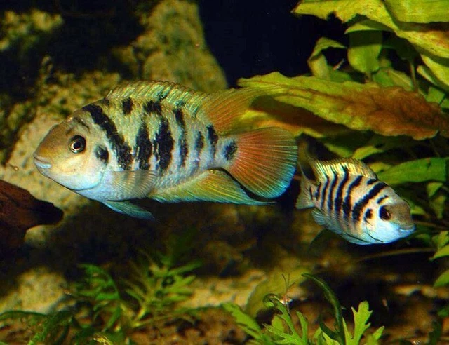 5 Honduran Red Point Cichlid juveniles (3/4"+) - USPS shipped