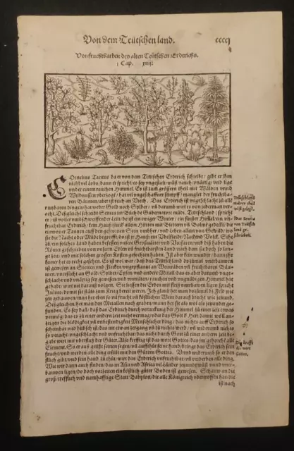 Botanica Piante Medioevo Sebastian Munster Xilografia 1574