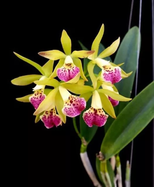 Orchid Orchidee Bct. Suwan's Bird (30 Pr, 31 L)