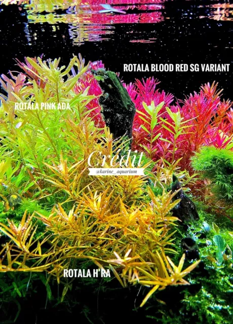 Rotala Blood Red Sg Variant 8 TIGES / 8 STEMS 2