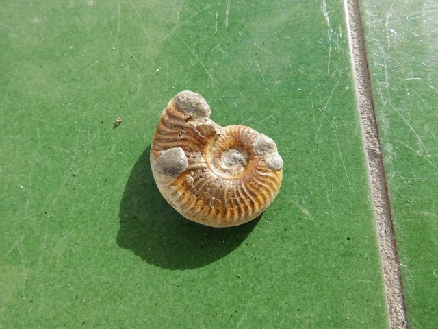 Fosiles Ammonite " Bonito Pseudogrammoceras  Pirit.  Aveyron (Francia) - 11B22 "