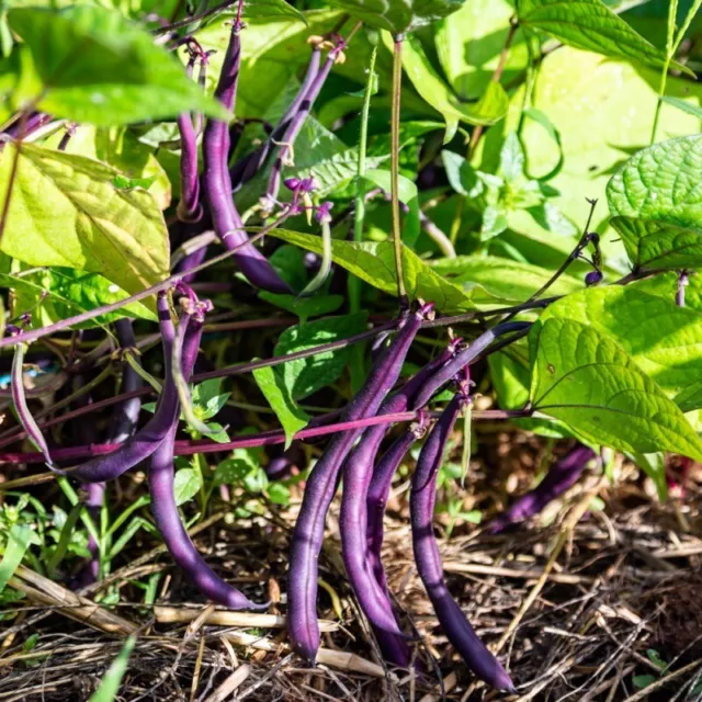 Haricots nain purple queen 50 GRAINES