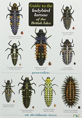 RICHARD F. COMONT Helen Roy R Guide to the Ladybird Larva (Mixed Media ...
