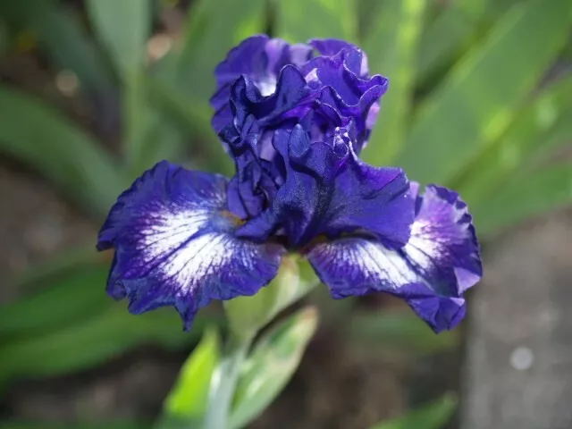 Schwertlilie / Iris " Starwoman "