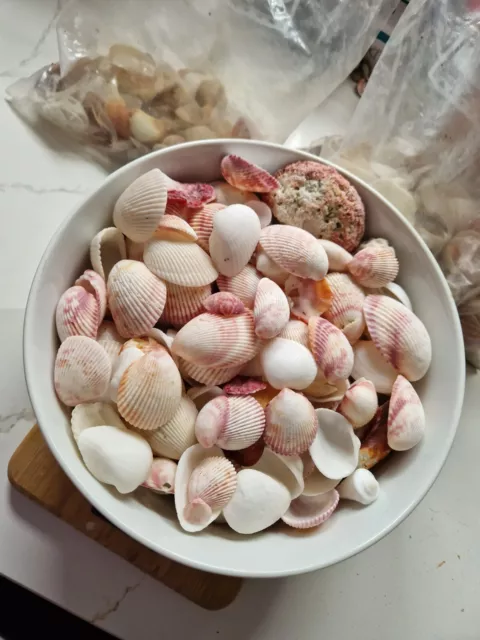 Natural Sea Shells Mixed Natural Seashells Beautiful Selection Over 2KG Bundle