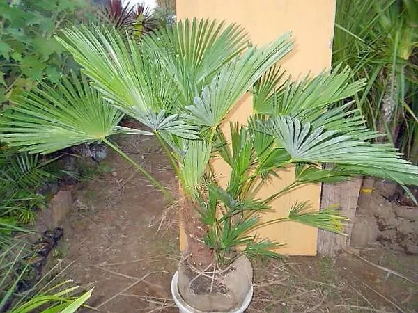 2 winterharte Hanf-Palmen exotische Pflanzen Hecken Sträucher im für den Garten