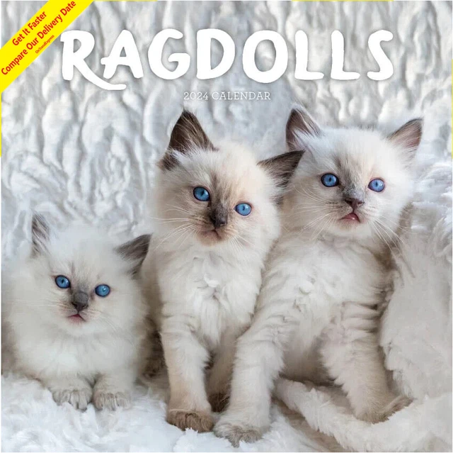 2024 Calendar Ragdolls Cat Square Wall by Paper Pocket 30cm x 60cm