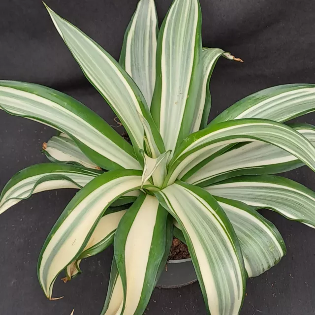 Agave desmettiana variegate variegata marginata cv. Quick Silver PLANT ebay-P148