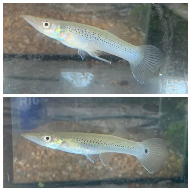 Pike Livebearer M/F Pair (Belonesox belizanus) - Live Freshwater Aquarium Fish