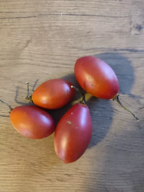 Cyphomandra betacea, Solanum betaceum, tomate árbol, tamarillo, 10 semillas