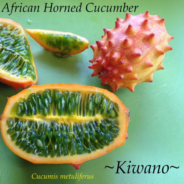 ~KIWANO~ Cucumis metuliferus AFRICAN HORNED MELON Cucumber Non GMO 10+ Seeds