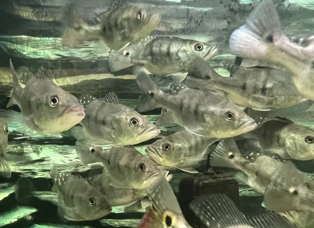 LIVE TROPICAL Fish~ Juveniles ShortBody Mono Kelber Hybrid Peacock Bass 3.5-4 In