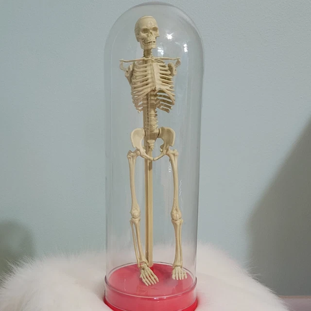 Vintage 1991 Workman 12" Human Moving Skeleton Model W Display Dome Oddities