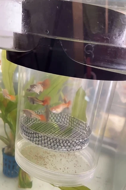 Aquarium Breeding Box Fish Guppy Livebearer Tank Isolation Incubator SpawningFry