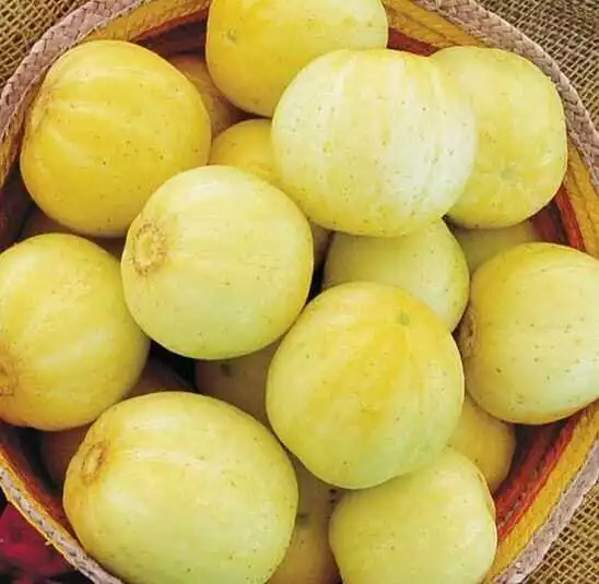 Lemon Cucumbers - Seeds - Organic - Non Gmo - Heirloom Seeds – Vegetable Seeds