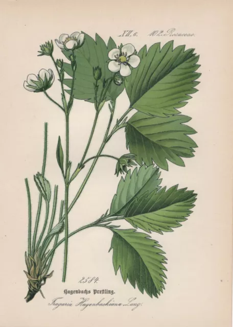 Bastard-Erdbeere (Fragaria hagenbachiana) Chromo-Lithographie von 1885